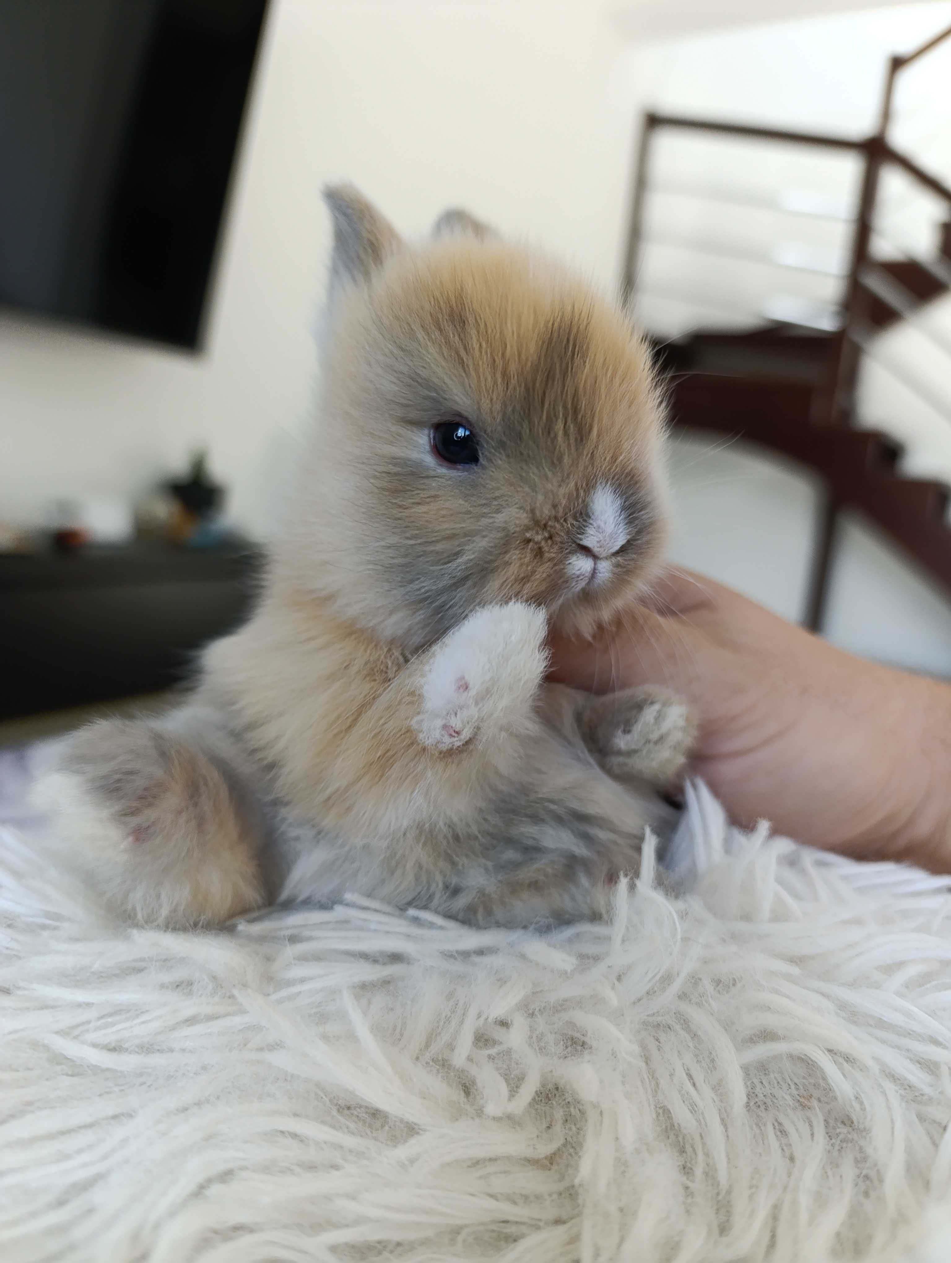 Mini lop karzełek Teddy hodowla zarejestrowana