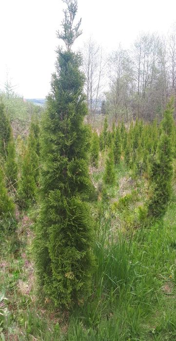 Thuja szmaragd 120-200 cm likwidacja hodowli