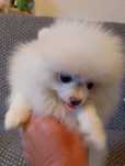 Szpic Miniaturowy Pomeranian Piesek