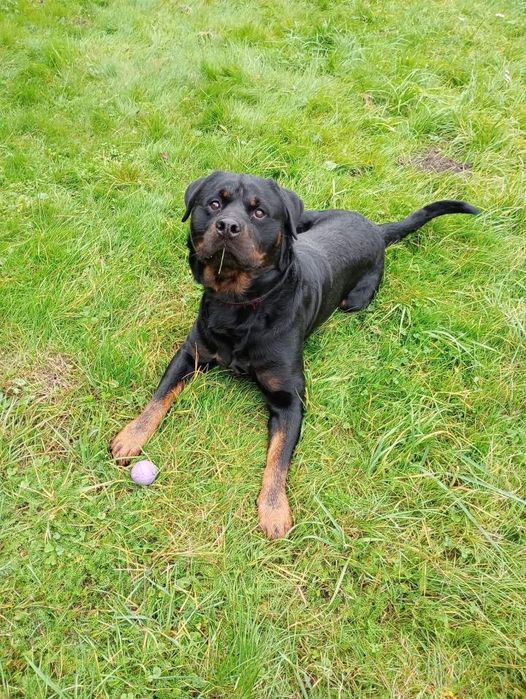 Loko 3 letni rottweiler do adopcji