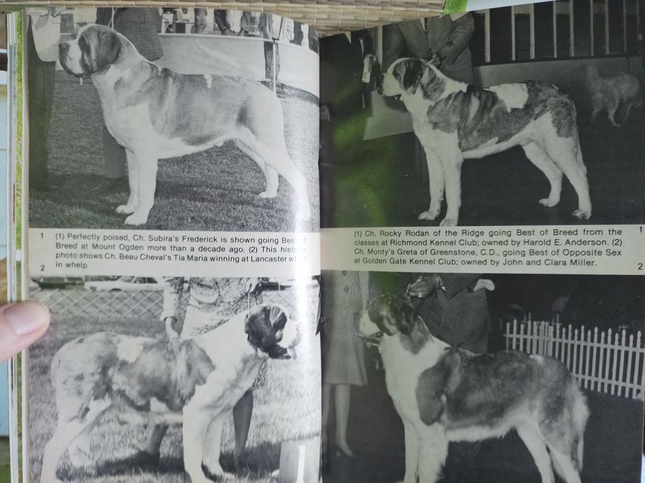 Bernardyny bernardyn, Saint bernards - książka ilustrowana, kolekcja