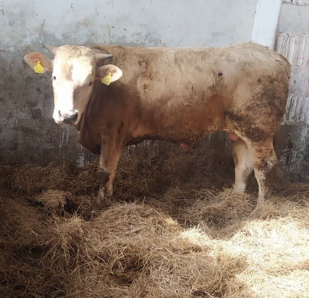 Byki  rasy SIMENTAL Limousin i charolaise mięsny