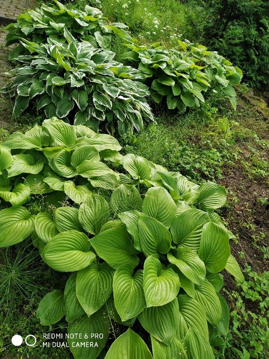 Funkie /okazałe karpy hosta/