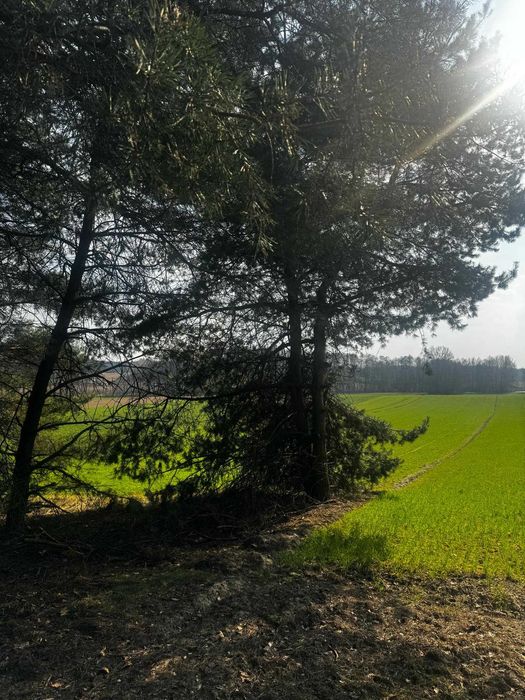 Działka z prywatnym lasem i wydanymi warunkami zabudowy