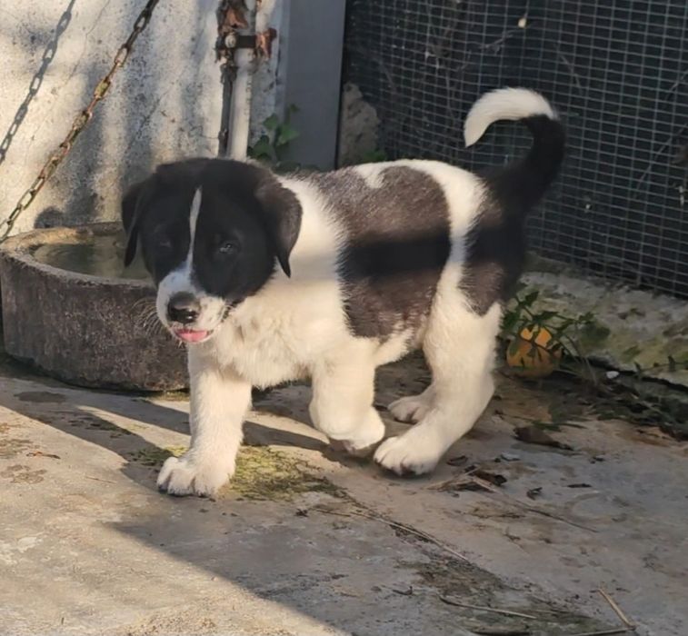 Cão Tipo Cão de Gado Transmontano