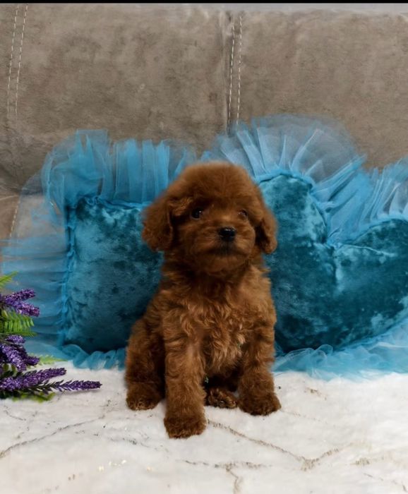 Малиш  ,Ред браун той пудель