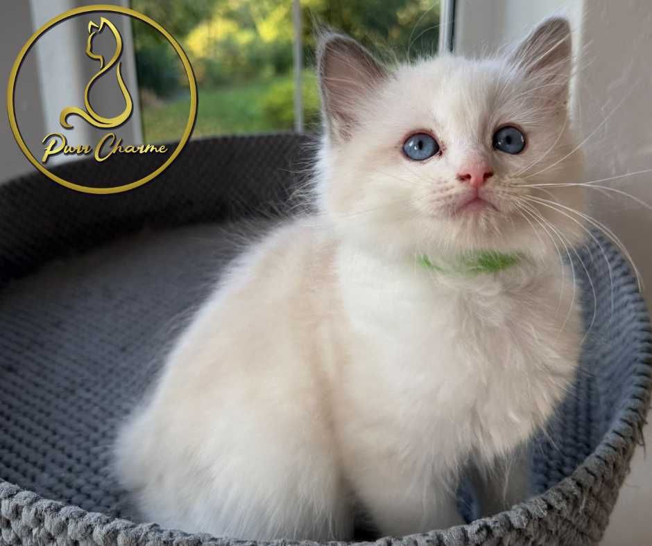 Słodki uroczy kocur ragdoll rodowód FPL FiFe śliczny