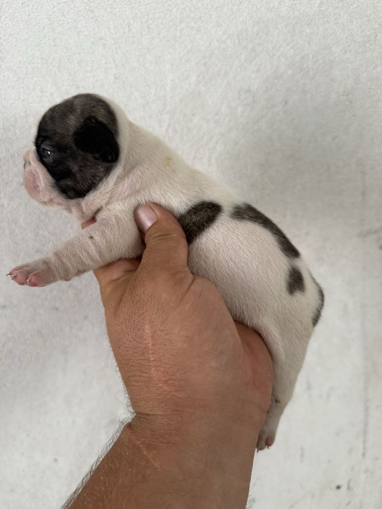 Buldogue Francês Menino