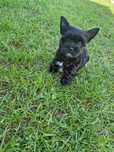 Yorkshire Terrier Suczka Czarna