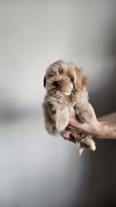 Дуже красивий хлопчик мальтипу чекає саме на вас