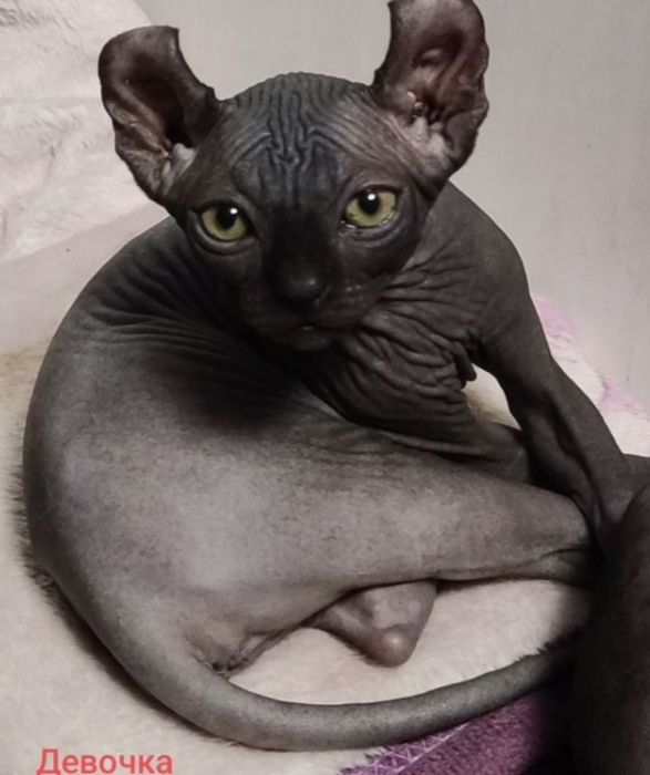 Єльф. Канадський сфінкс