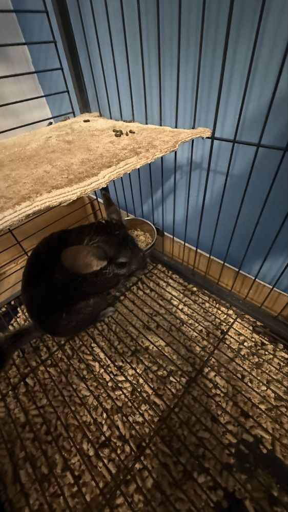 Sprzedam dwie szynszyle matka i córka.