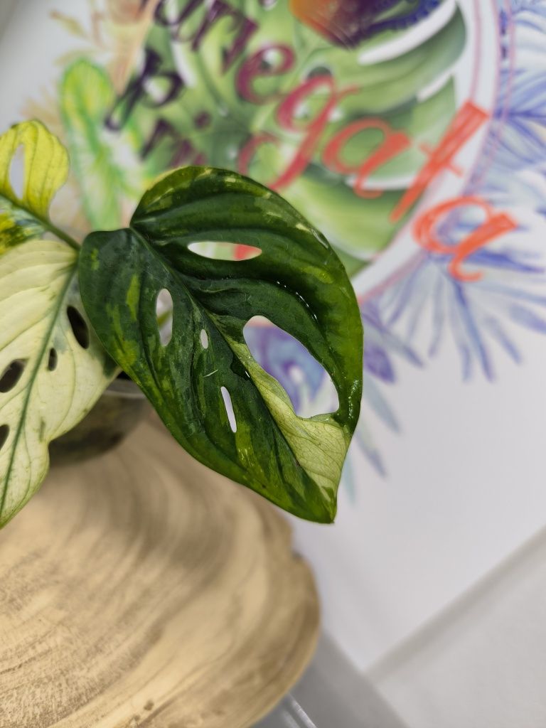 Monstera adansonii variegata aurea monkey mask kolekcjonerska