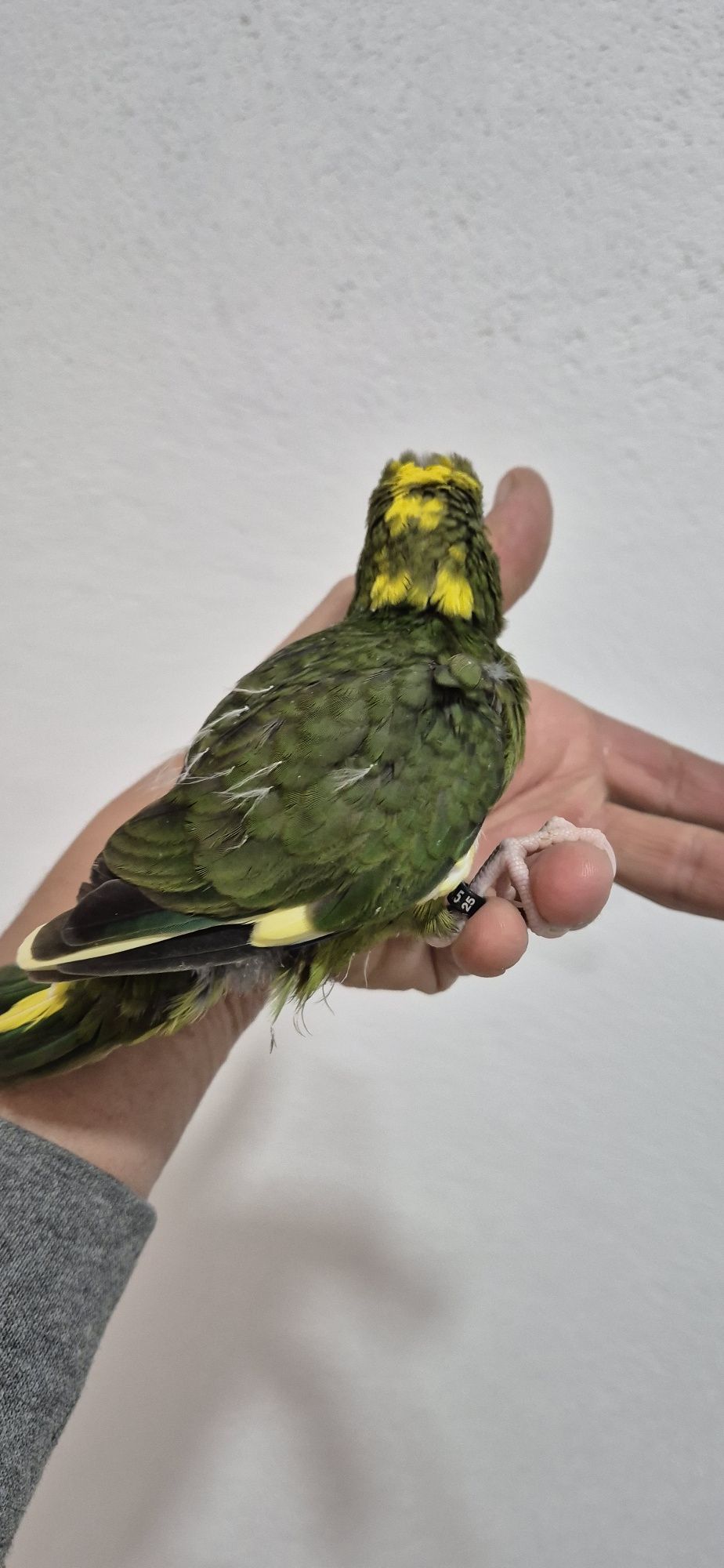 Kakariki macho domesticado