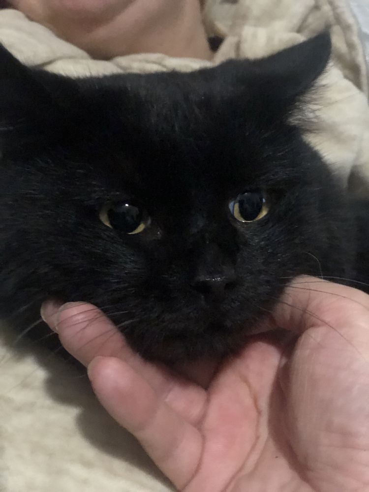 Шикарний кіт в люблячу родину