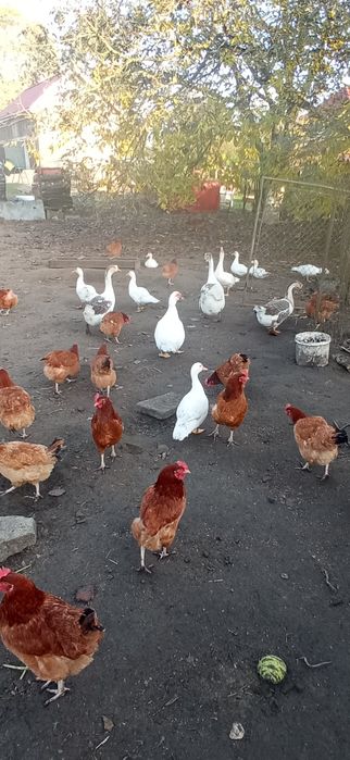 Kaczki francuskie i kaczory