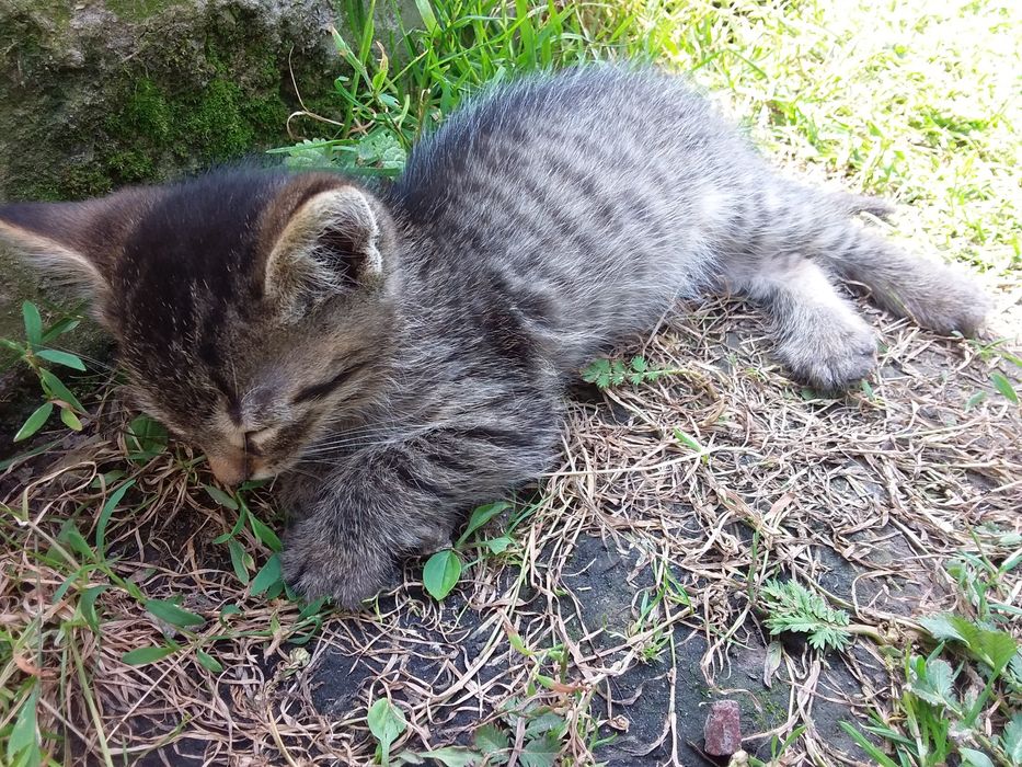 Віддам кошенят безкоштовно