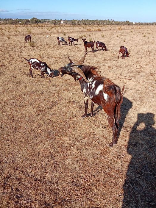 Cabras algarvias