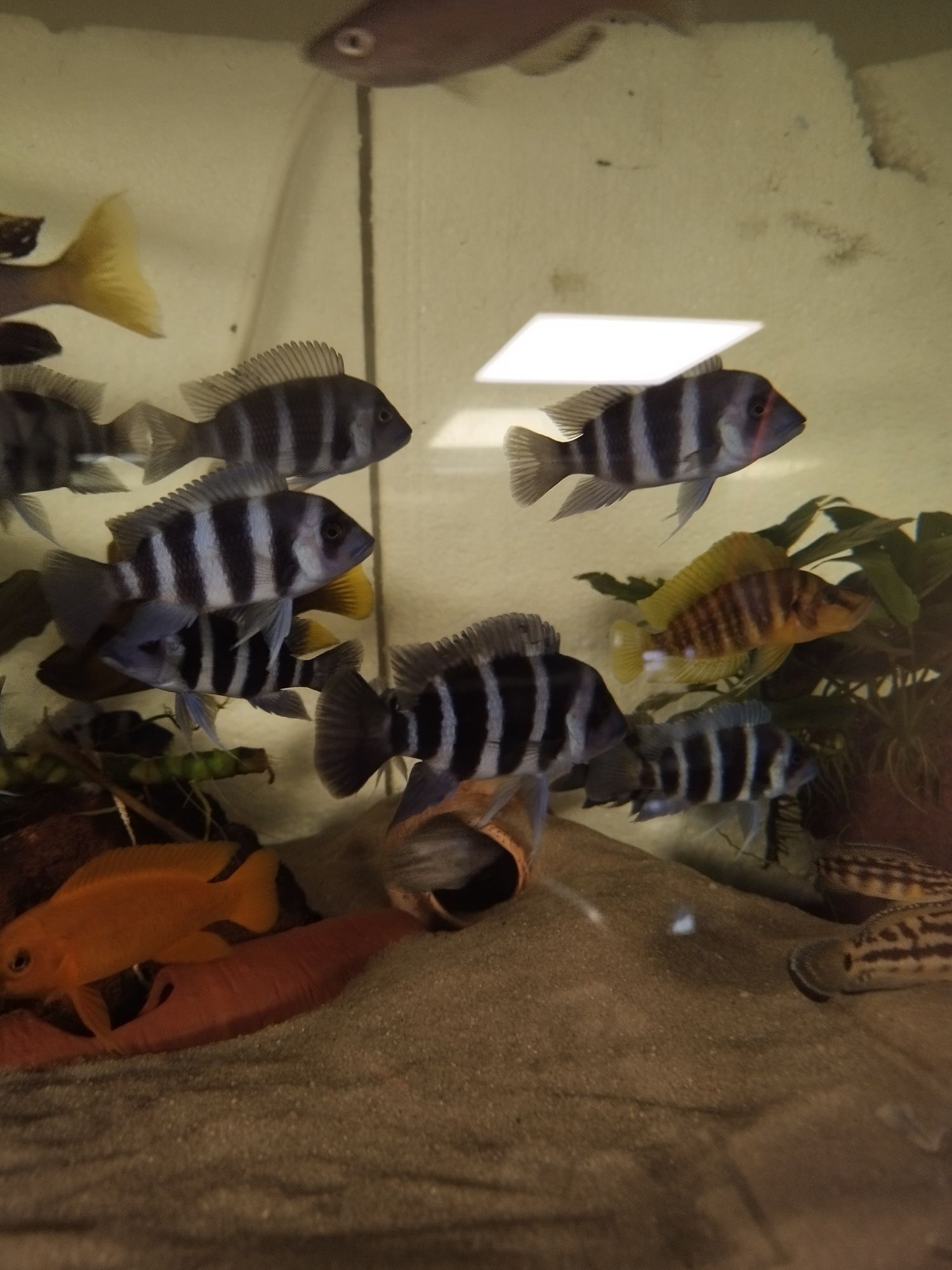 Cyphotilapia gibberosa blue zair moba tanganika 2