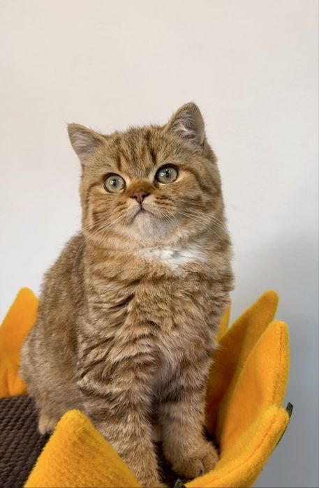 Гарна кицюня дівчинка британска короткошерста шоколадна тікірована