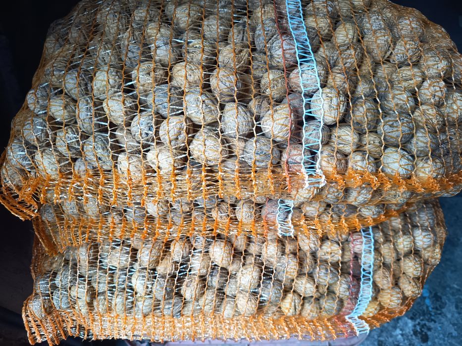 Orzechy włoskie tegoroczne