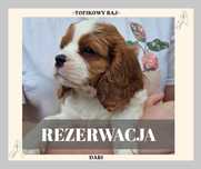 Cavalier King Charles Spaniel Blenheim/ szczeniaki