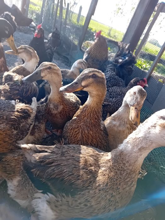 Młode kaczki, staropolskie