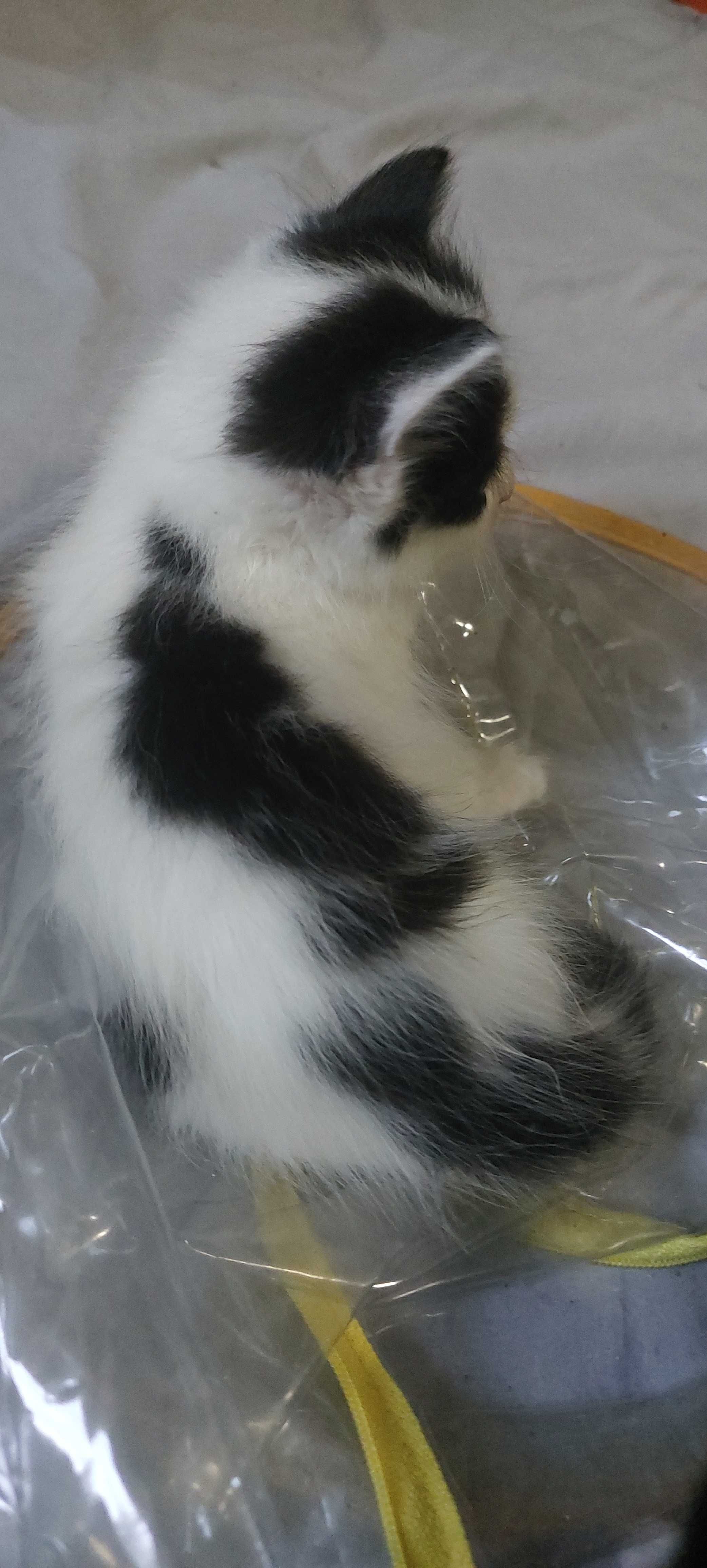 Кошеннята шукаю родину.