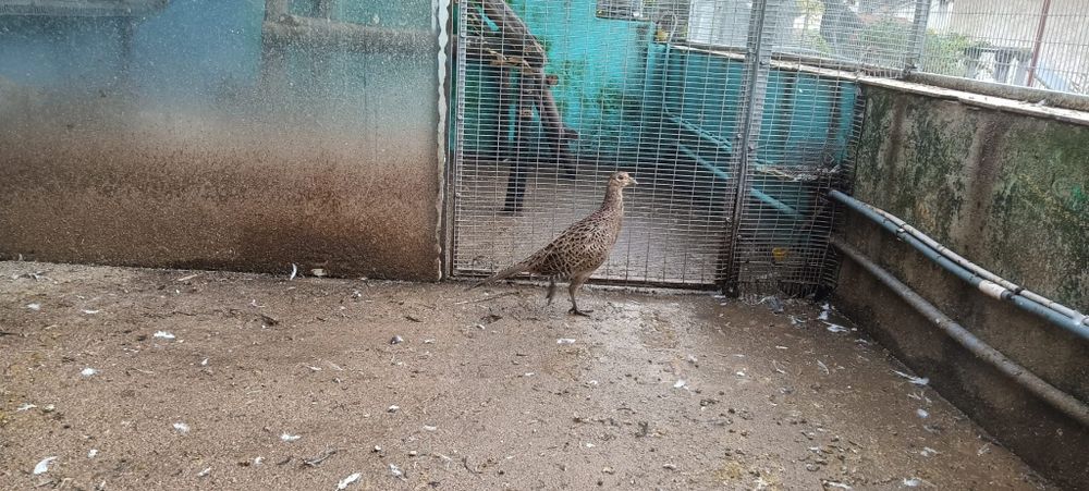 Casal de faisões de coleira