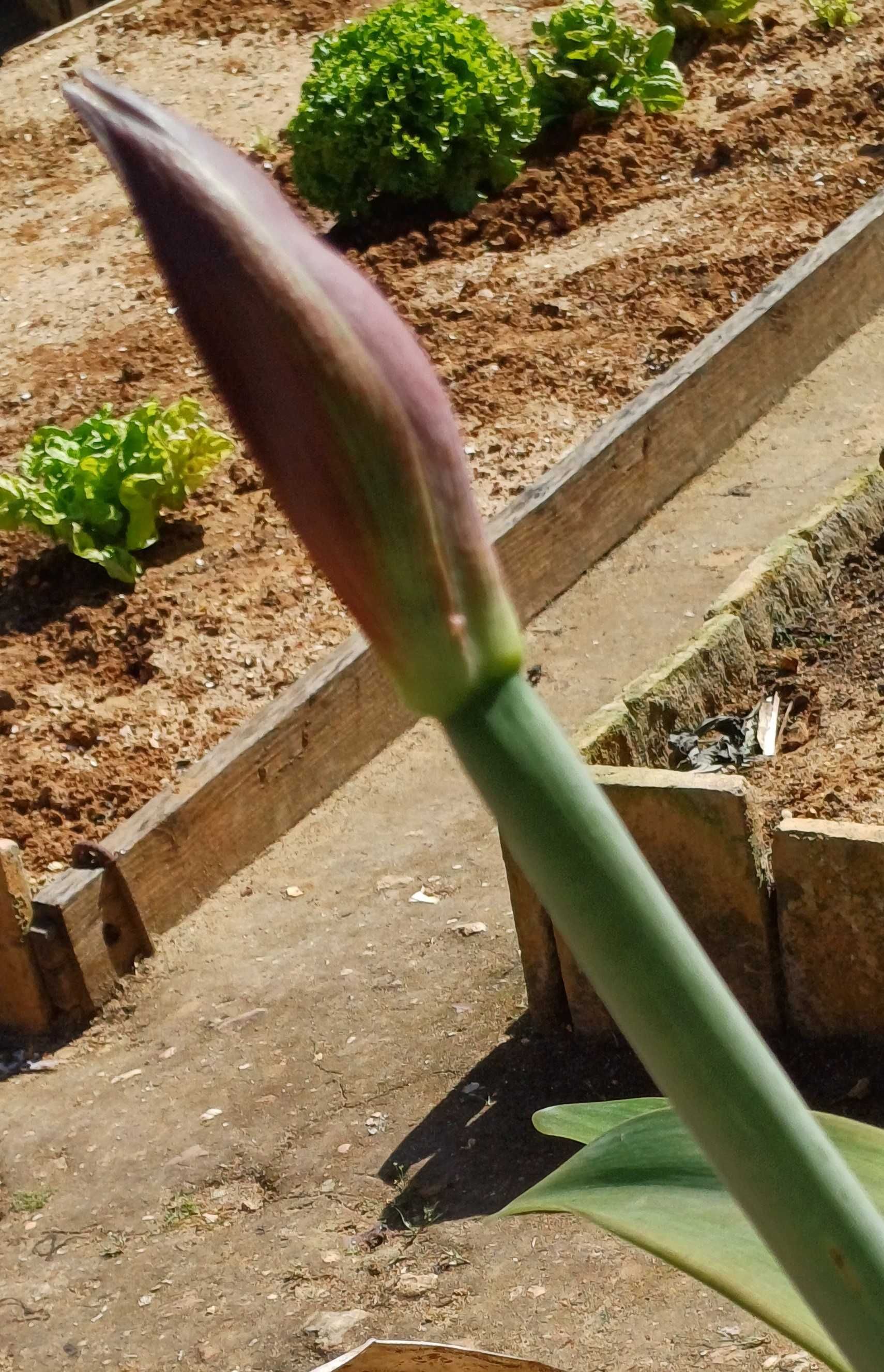 Planta Amaryllis / Flor da Imperatriz em vaso