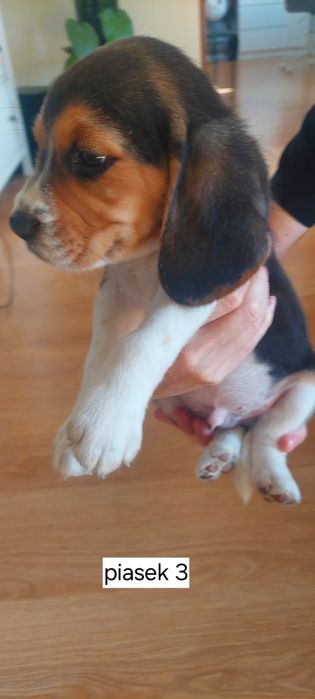 BEAGLE maluszek-