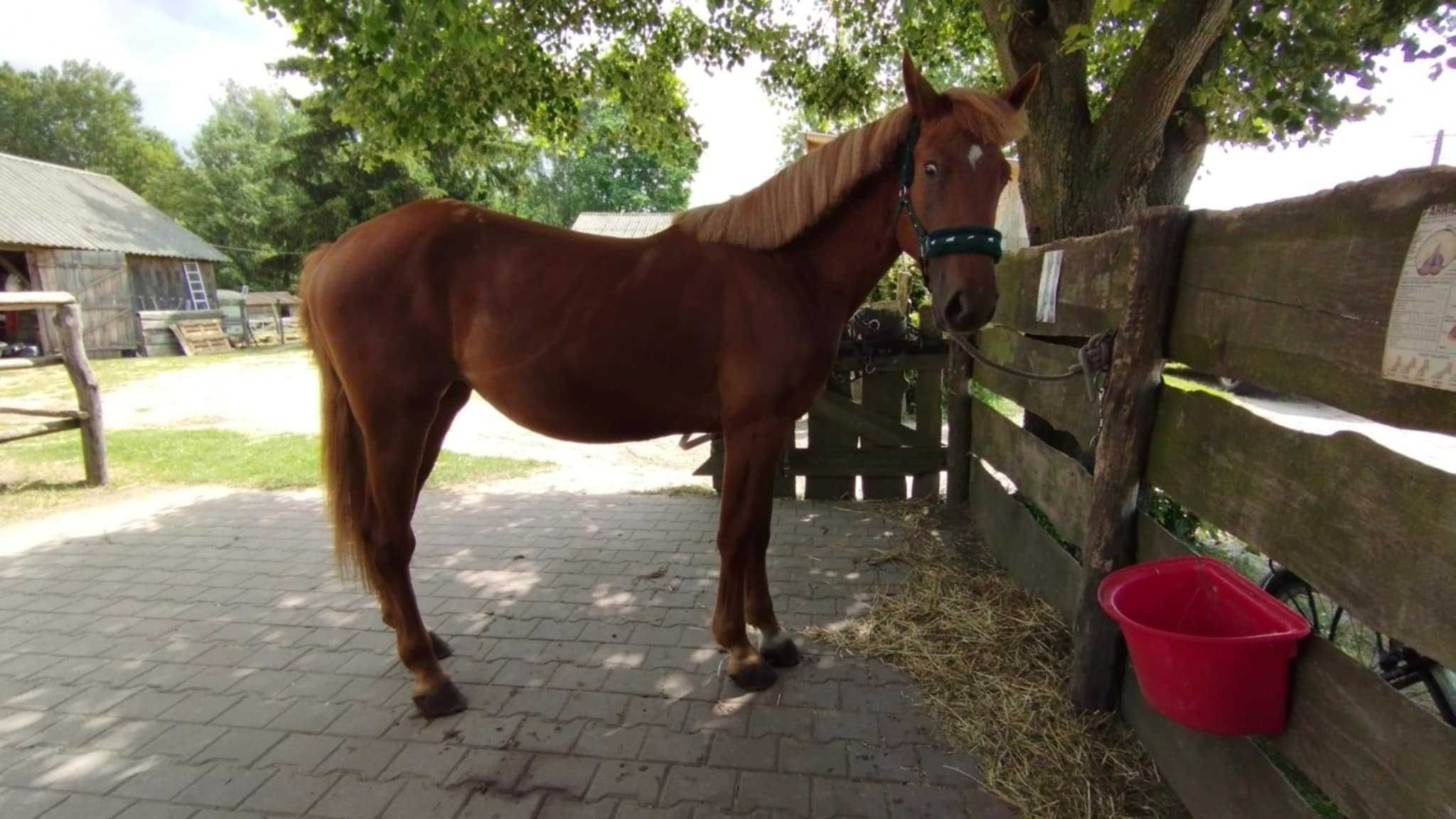 klacz 2-letnia po Emerald Silver/Emerald van't Ruytershof/Uroczy