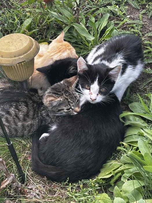 Odam kotki w dobre rece