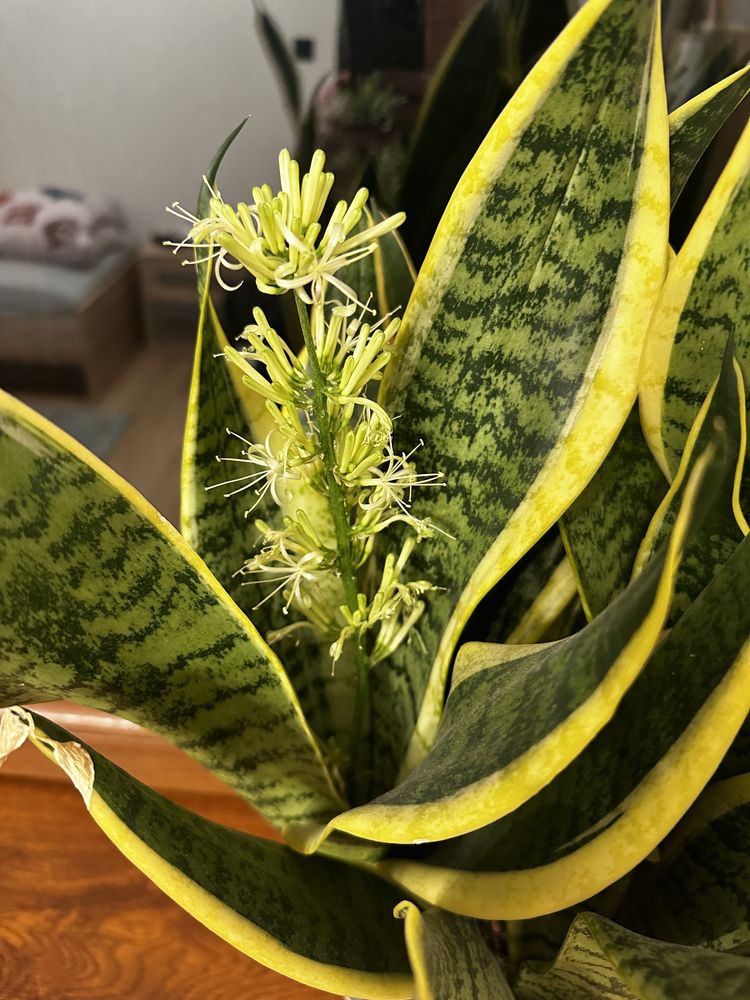 Sansevieria jezyk tesciowej