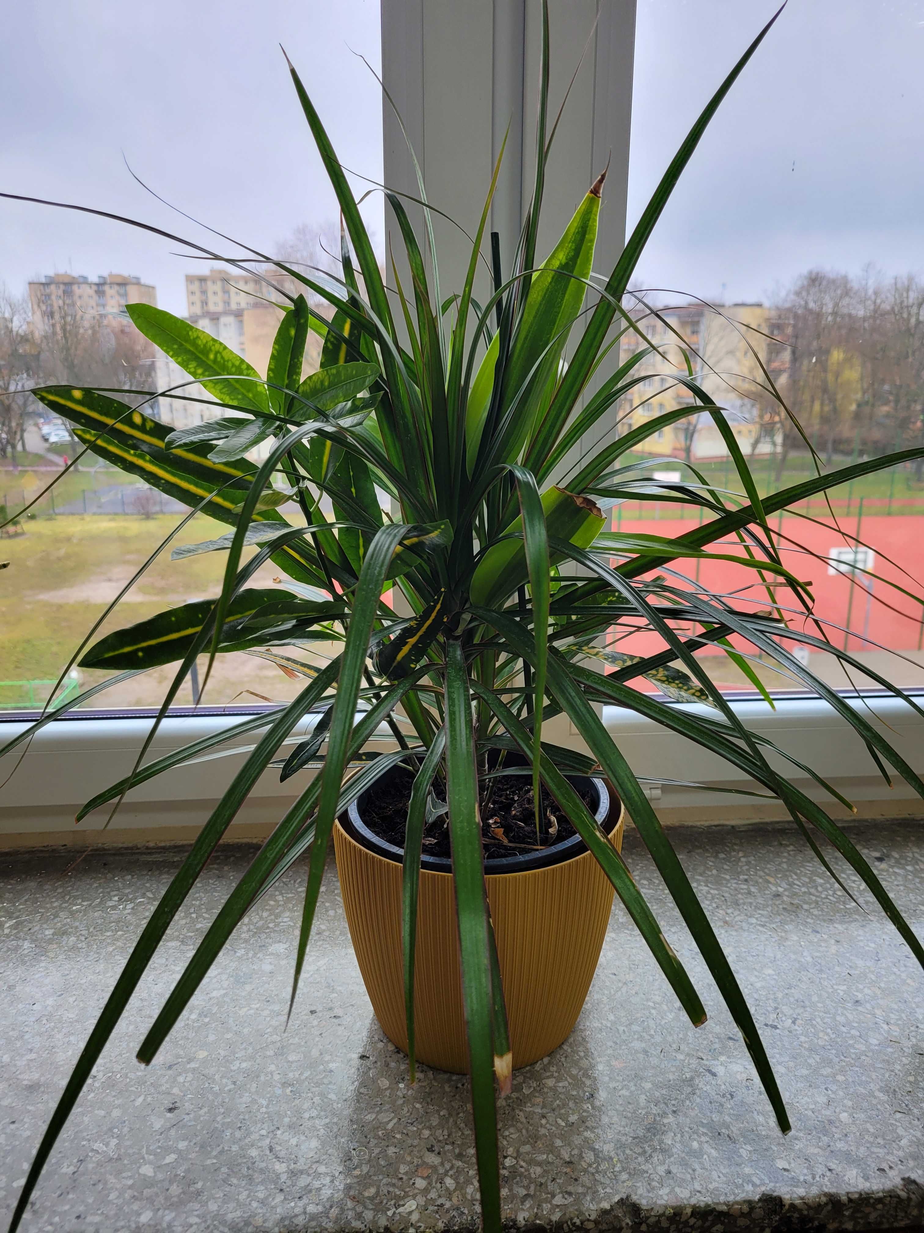 kroton codiaeum + dracena