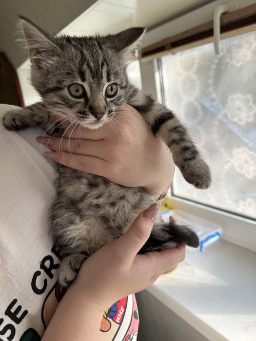 Продам котят Бенгалов