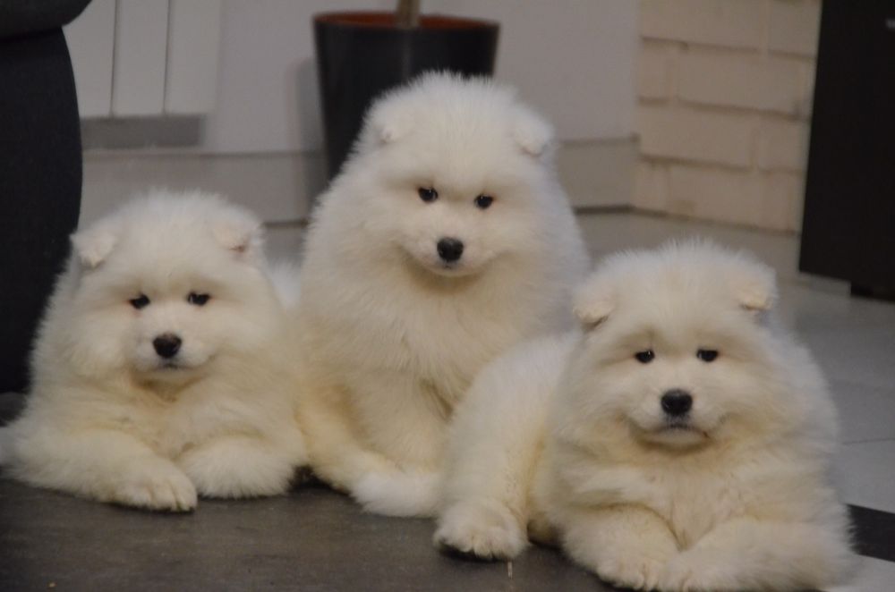 Samoyed ZKwP FCI