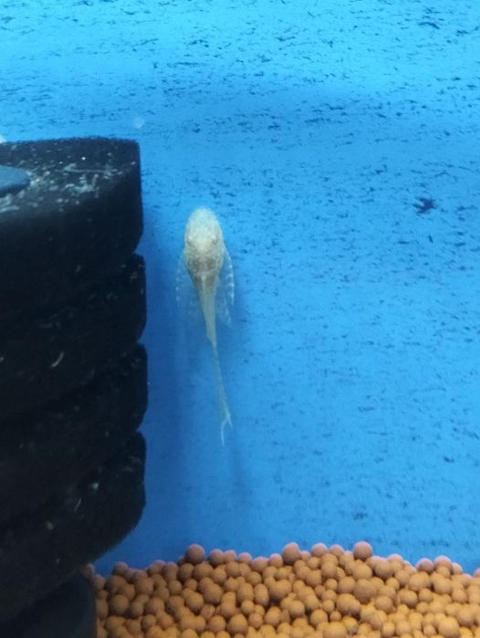 Ancistrus albinos long fin 2 cm