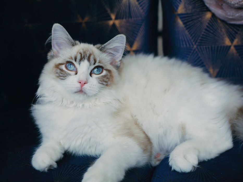 Ragdoll po Championie ,piękna kotka , FPL,FIFE
