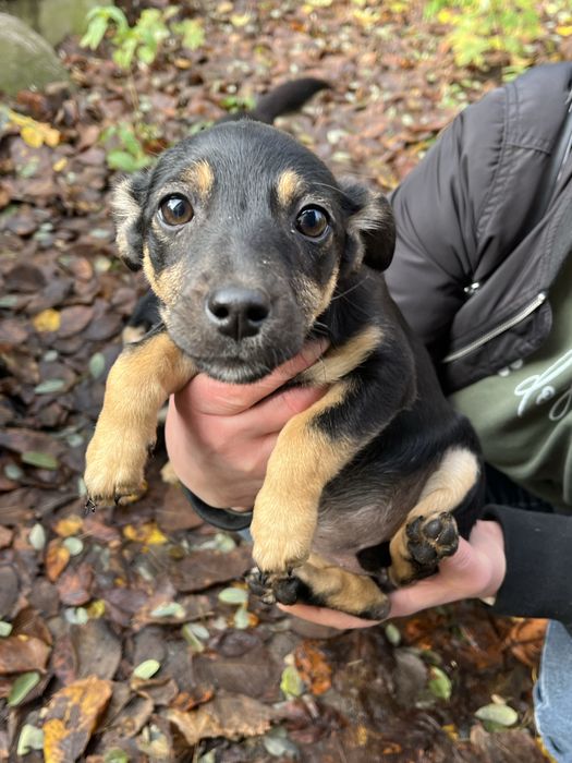 Szczeniaki do adopcji