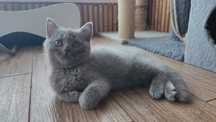 Шотландські кошенята