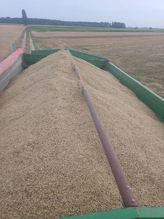 Sprzedam Owies 50 Ton