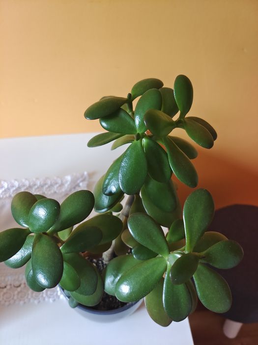 Drzewko szczęścia, grubosz w doniczce