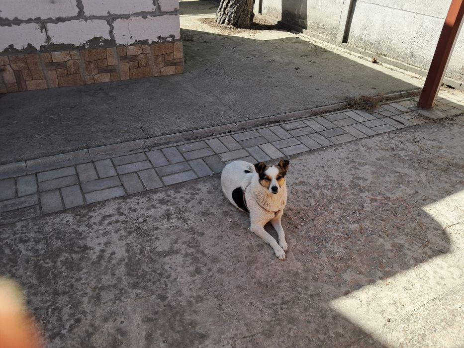 Отдам собачку в хорошие руки