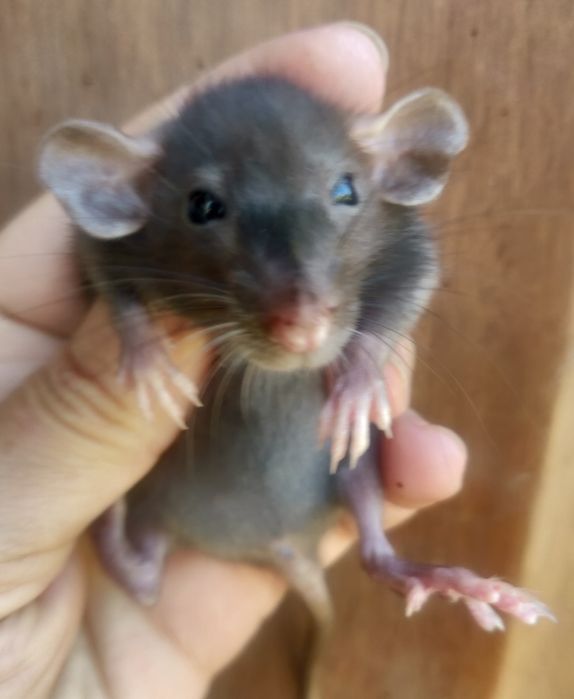 Крысята Дамбо и стандарт