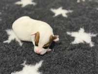 Parson Russell Terrier samiec