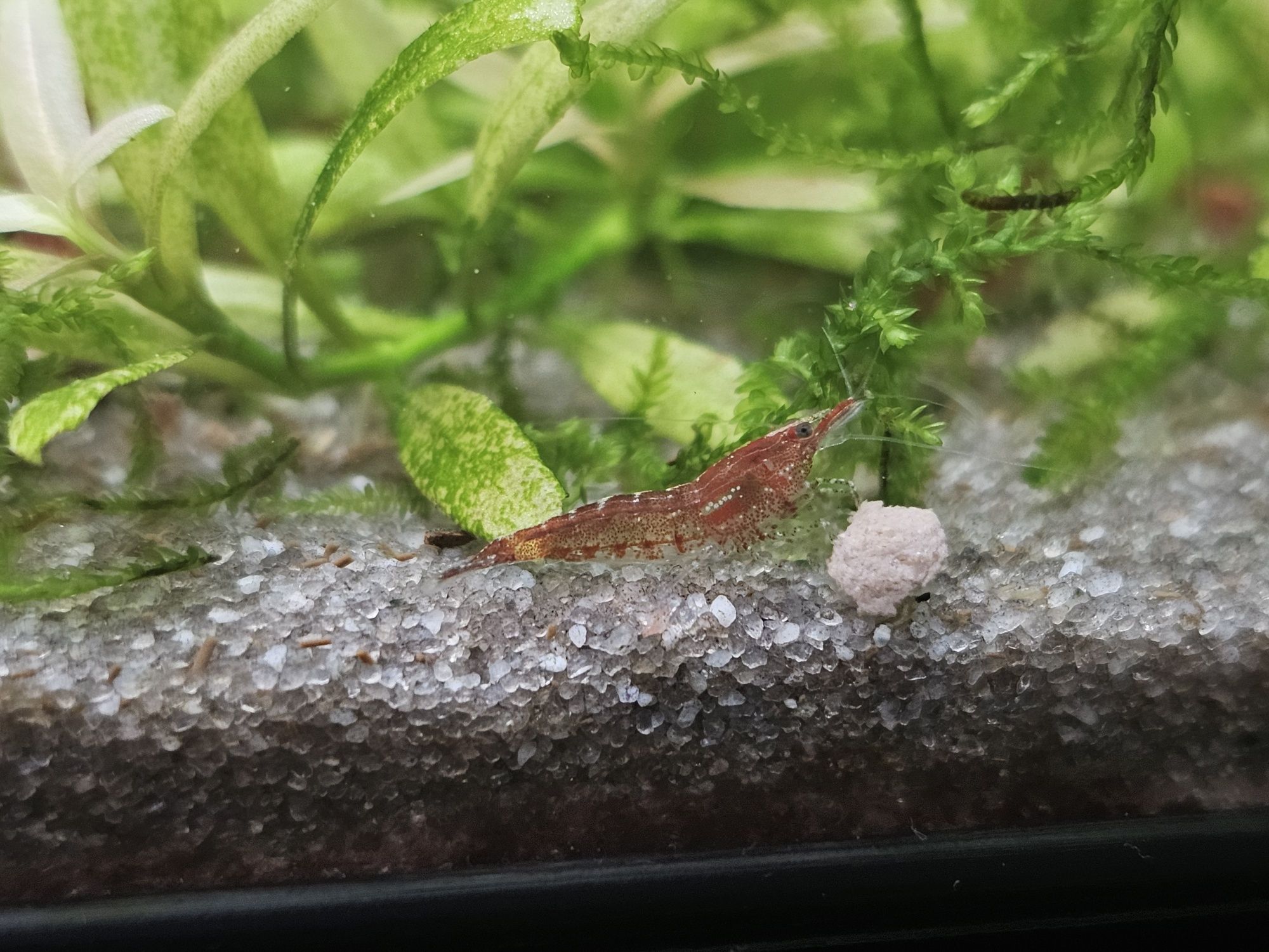 Neocaridina transparente