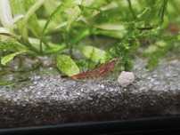 Neocaridina transparente vendido em pack ou unidade.