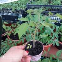 Rozsada pomidory malinowe i inne
