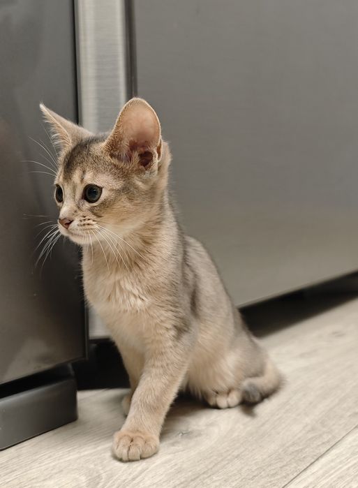 Продам абиссинских котят
